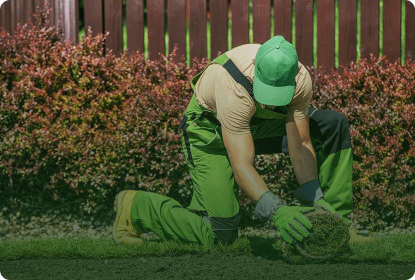 Gardener laying fresh grass turf