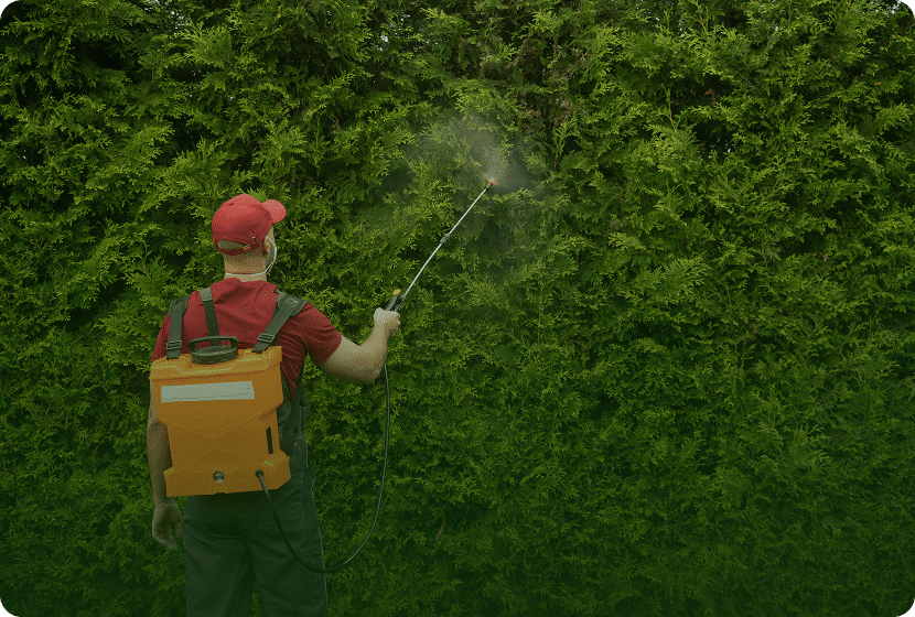 Man treating hedge with sprayer