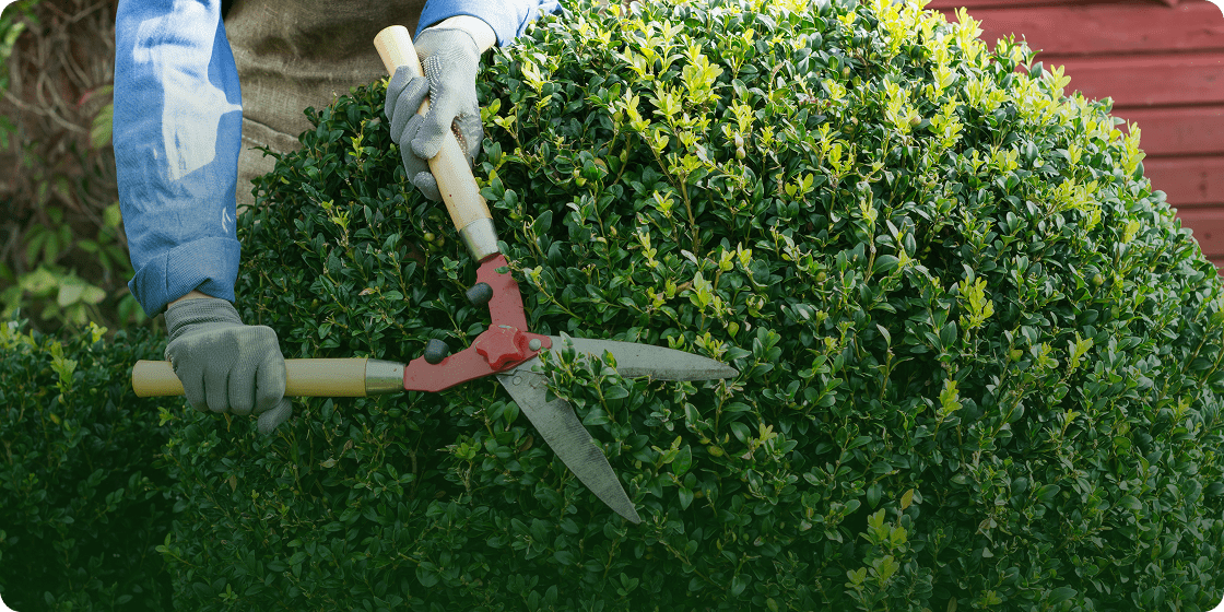 Person cutting green bush
